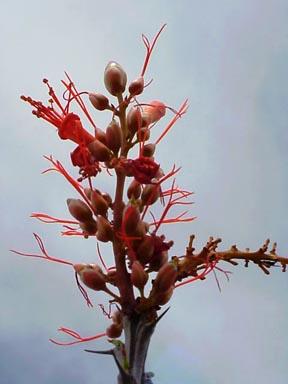 Desert Flower