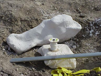 Large plaster coated pubis of an Alamosaur